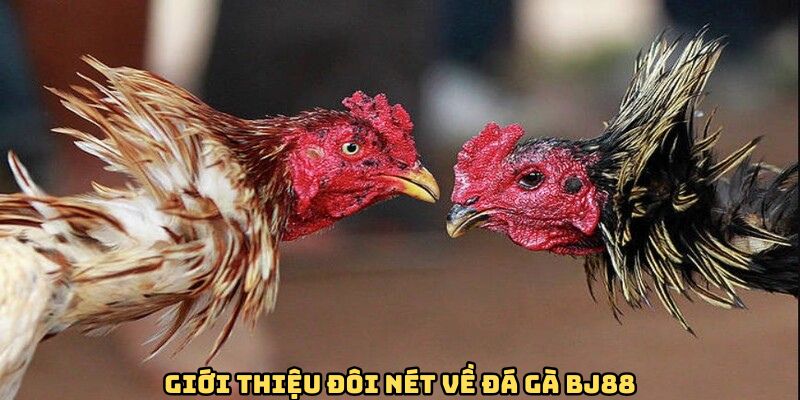 Giới thiệu đôi nét đá gà BJ88