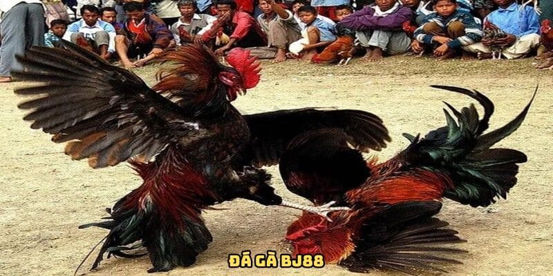 Sảnh đá gà BJ88
