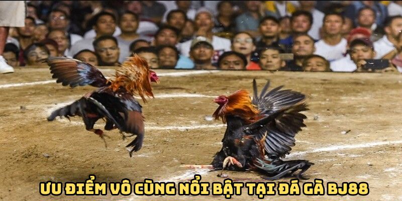 Ưu điểm đá gà BJ88