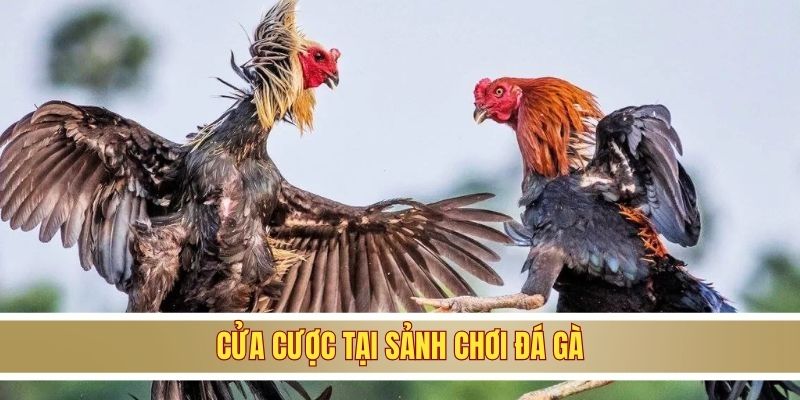 Cửa cược tại sảnh đá gà SV388 BJ88
