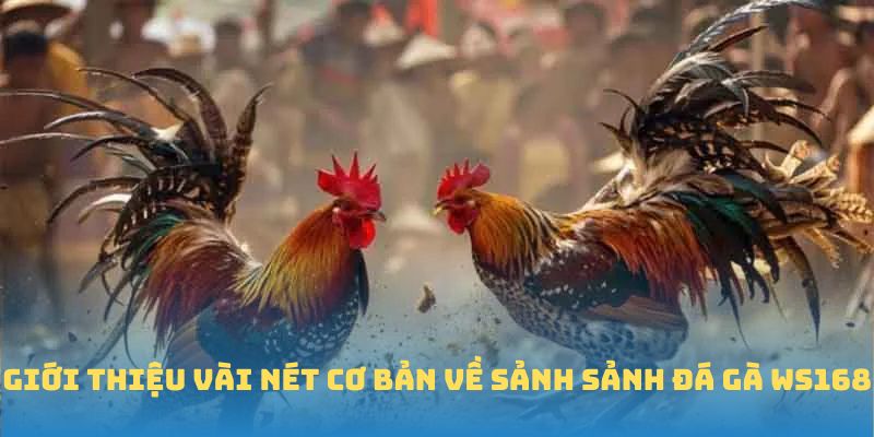 Giới thiệu sảnh đá gà WS168 BJ88
