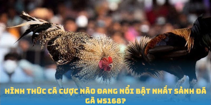 Hình thức tại sảnh đá gà WS168