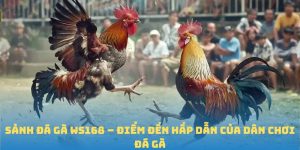 Sảnh đá gà WS168 BJ88