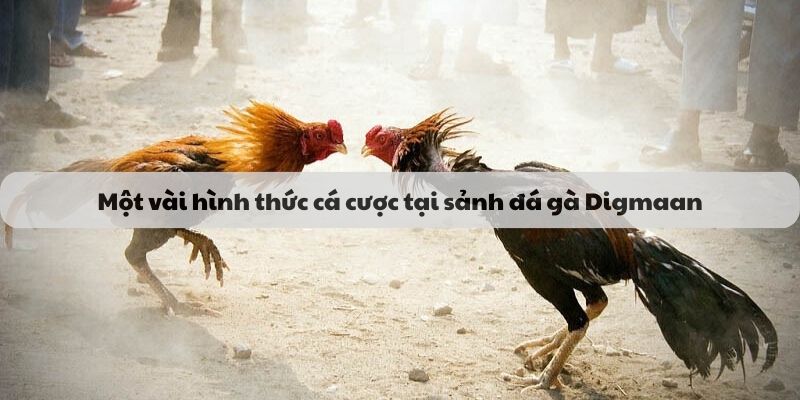 Hình thức cược sảnh đá gà digmaan