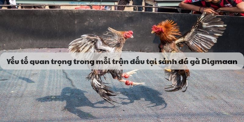 Lưu ý tham gia sảnh đá gà Digmaan