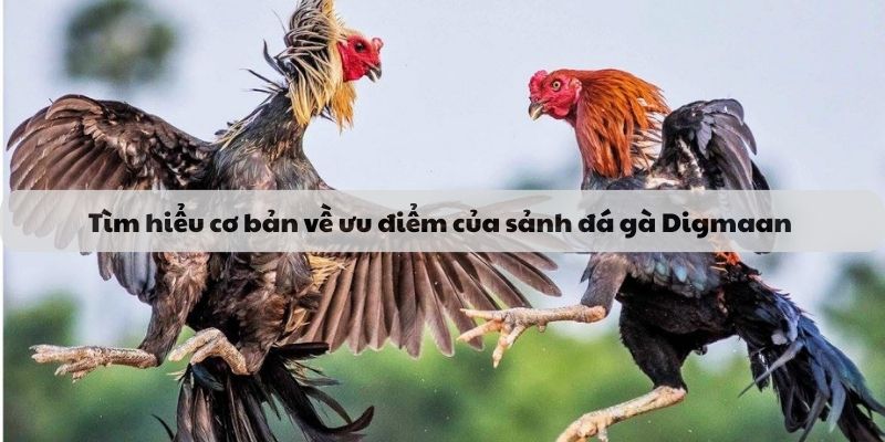 Ưu điểm sảnh đá gà digmaan BJ88
