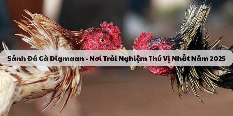 Sảnh đá gà Digmaan BJ88